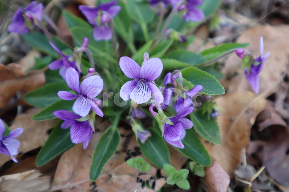 flower,제비꽃,violet,보라꽃,보라색,꽃