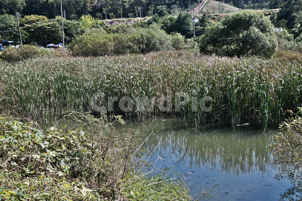 백운호수,호수,저수지,수풀,식물,자연,계절,가을,자연,풍경,nature,landscape,outdoors,옥외,land,땅,water,물