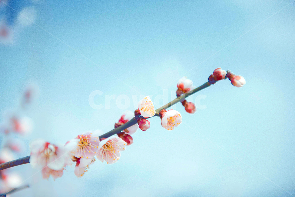 매화,매화꽃,꽃,식물,blossom,flower,봄,계절,spring,season