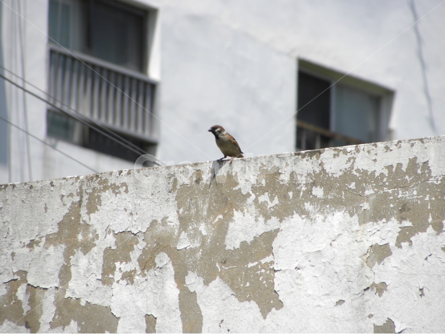 참새,전선,케이블,전기줄,도시,sparrow,wire,cable,city,동물,animal,조류,새,birds