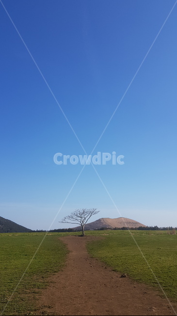 제주,왕따나무,나홀로나무,푸른하늘,새별오름,자연,풍경,nature,landscape,outdoors,옥외,grassland,목초지,field,들