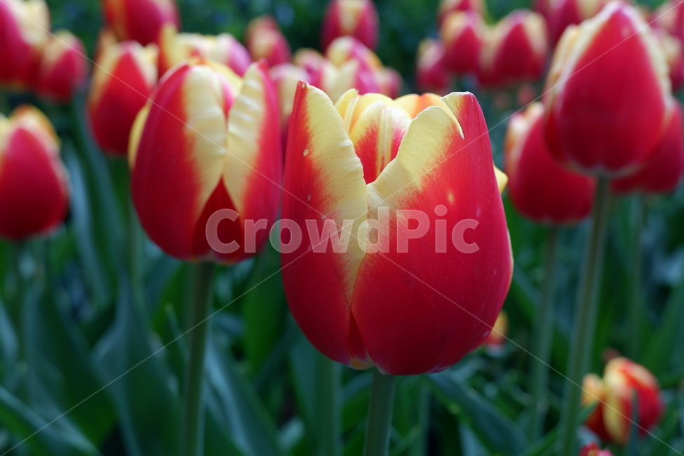 꽃,튤립,자연,튤립축제,식물,flower