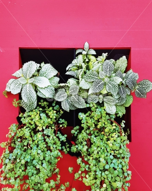 식물,액자,트리안,식물원,초록,가든,정원,생명,식물,자연,plants,nature