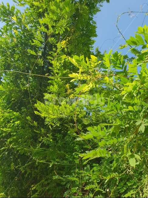 자연,청량,깔끔,초록,풀
