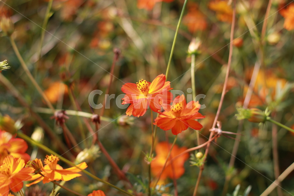 황화코스모스,코스모스,꽃,가을,가을꽃,가을,계절,fall,autumn,season,식물,자연,plants,nature,꽃,flower,plant,blossom,geranium,제라늄