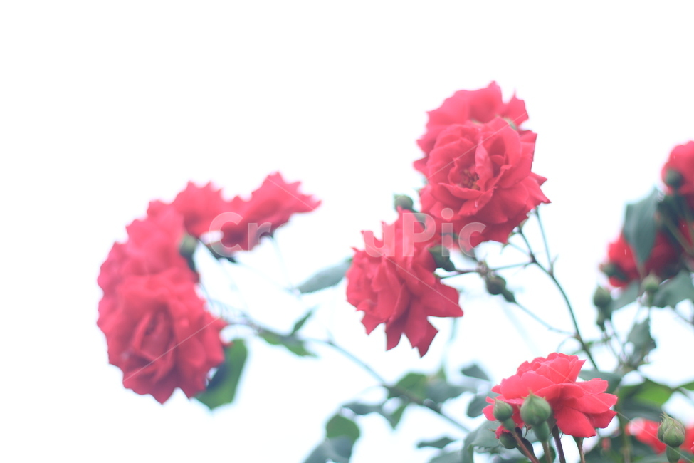 여름,꽃,장미,애증,여왕,식물,자연,plants,nature,꽃,flower