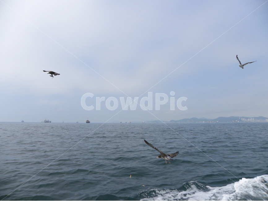갈매기,바다,섬,바다풍경,유람선,seagull,sea,island,cruiseship,seapictures,자연,풍경,nature,landscape,동물,animal,조류,새,birds,bird,flying,나는