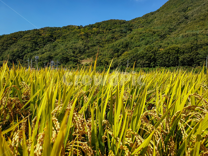 가을,벼,논,산,이삭,농촌,추수,가을,계절,fall,autumn,season,곡류,곡식,cereals,산업,industry,industrial,농업,농사,agriculture,farming,farming industry,plant,식물,field,들,outdoors,옥외,grassland,목초지,nature,자연