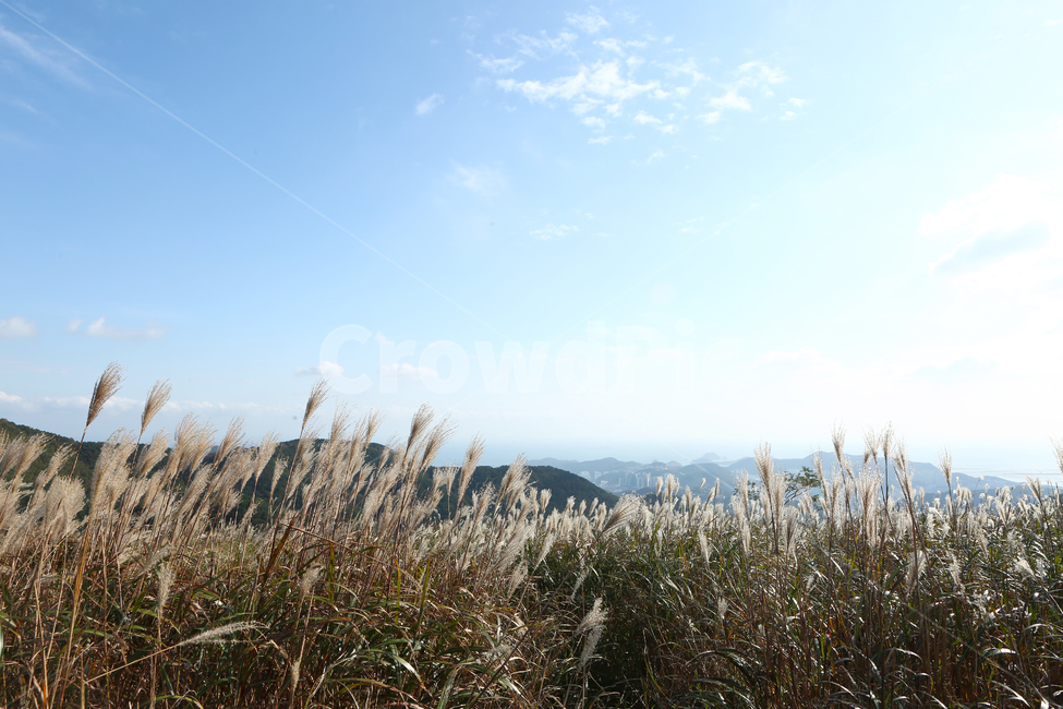 식물,갈대,억새,승학산,구름,자연,가을,계절,fall,autumn,season,자연,풍경,nature,landscape,grass,잔디,plant,lawn,reed