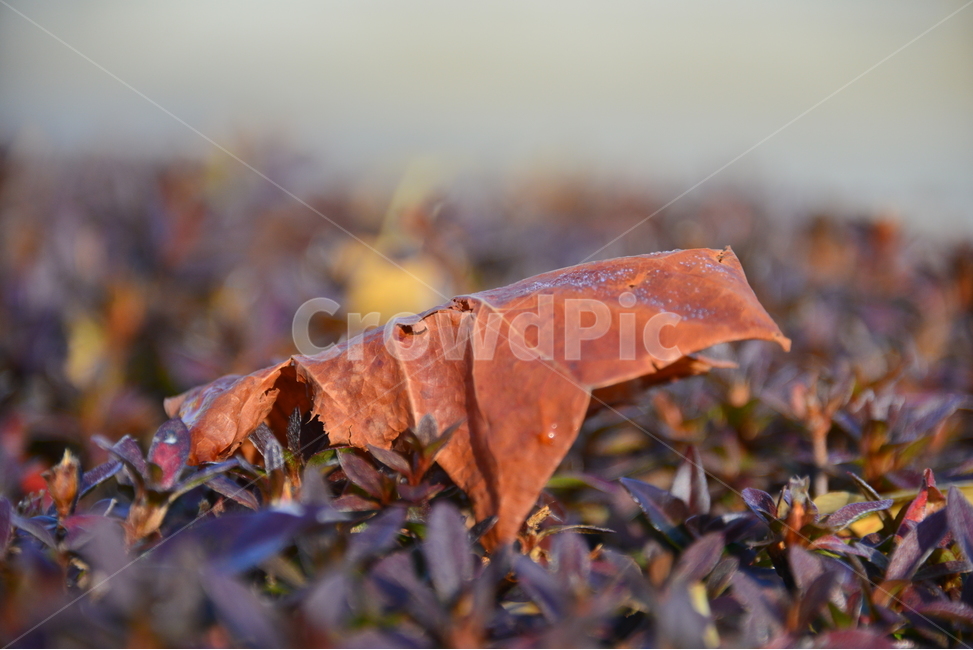 plant,식물,낙옆,잎,가을,계절,단풍