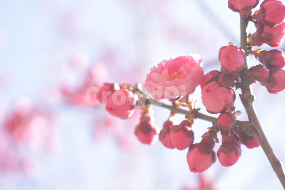plant,식물,꽃,flower,홍매화,꽃나무,매화,자연,봄,봄,계절,spring,season
