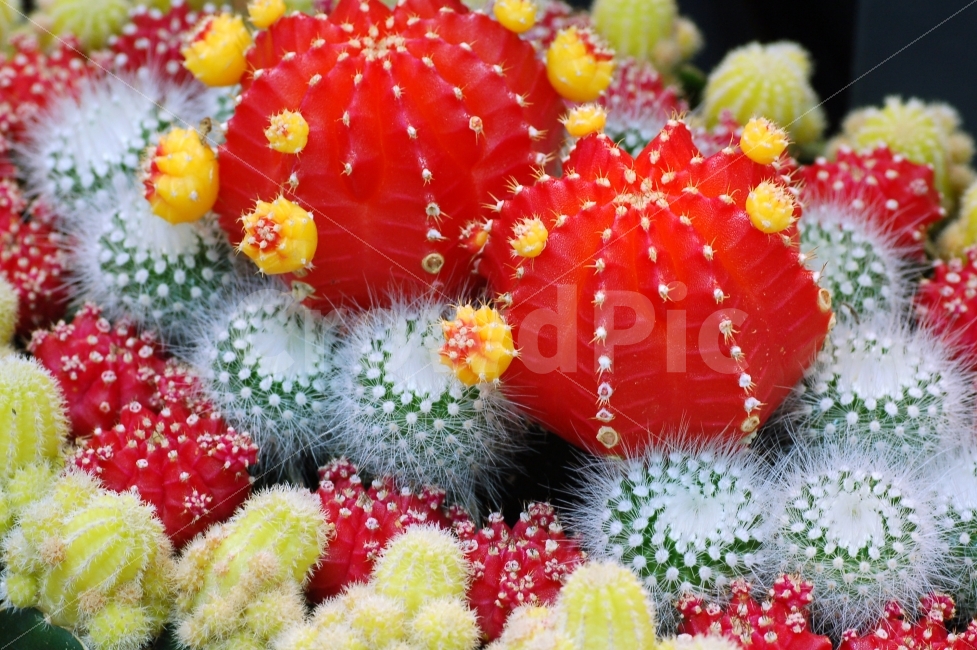 선인장,가시,식물,빨강,빨간색,레드,화분,꽃,클로즈업,관상용,식물,자연,plants,nature