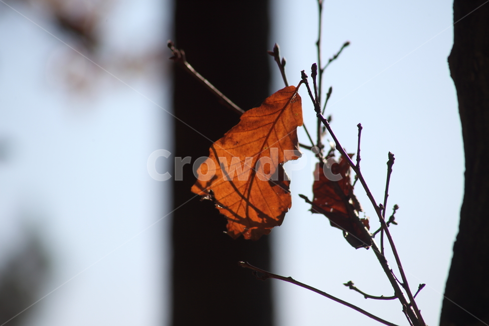 단풍,잎,식물,가을,redleaves,가을,계절,fall,autumn,season,식물,자연,plants,nature,veins,정맥