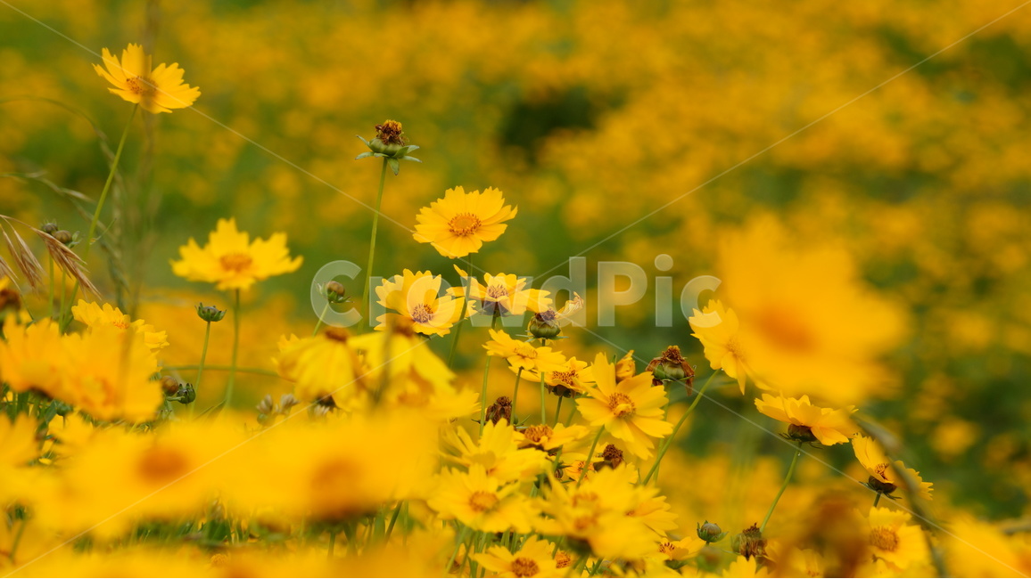 금계국,금계국꽃,꽃,꽃사진,식물,식물,자연,plants,nature,꽃,flower