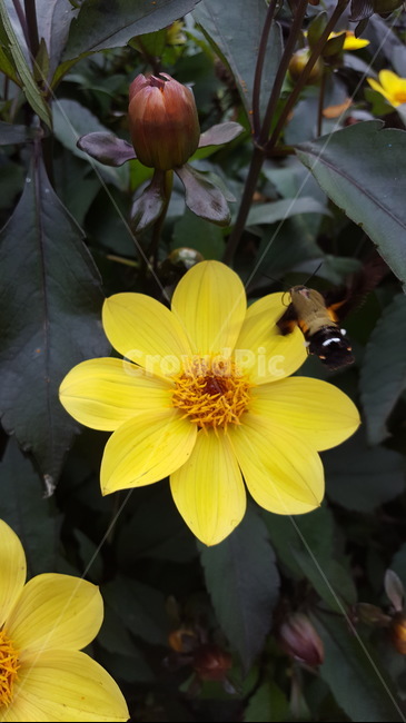 꽃,벌새,flower,플라워,노란꽃