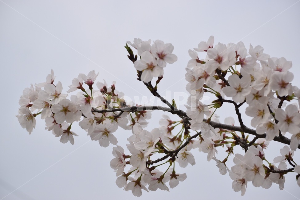 벚꽃,사진,감성,봄,꽃,봄,계절,spring,season,식물,자연,plants,nature,꽃,flower,plant,blossom