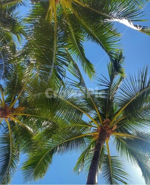 summer,여름,tree,나무,palmtree,야자수,plant,식물,하와이,hawaii,자연,풍경,nature,landscape,나무,trees,wood