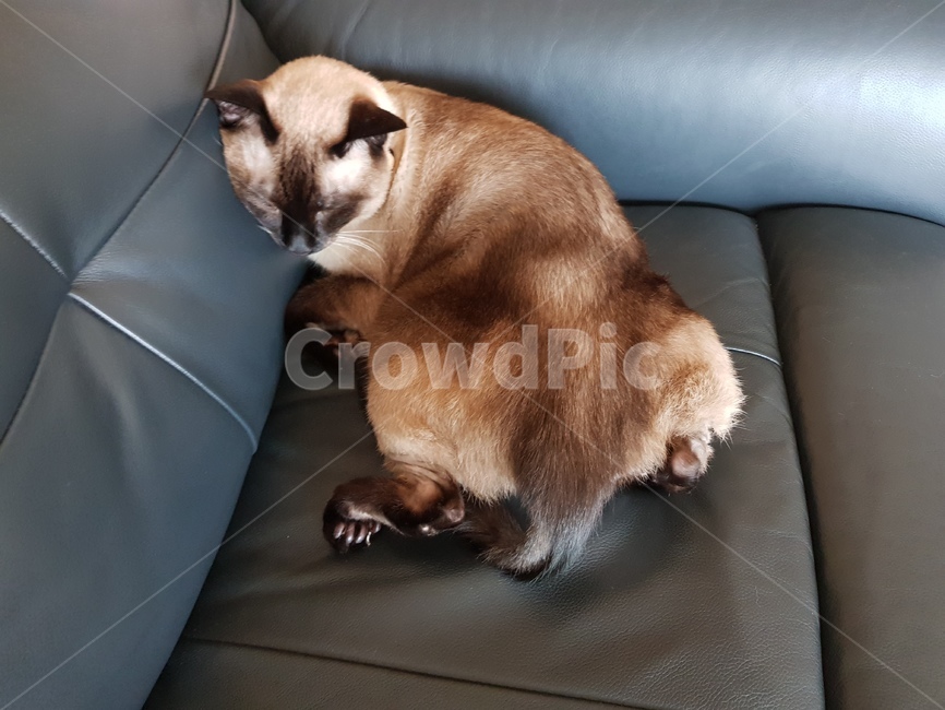 샴,샴고양이,cat,고양이,반려묘,반려,검정고양이,포유류,animal,단모,낮잠,family,휴식,rest,애완동물,mammal,동물,pet,동물,animal,포유류,mammal,고양이,cat,kitten,kitty