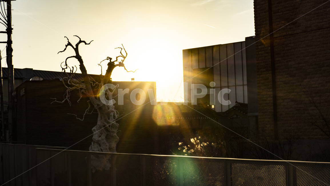 역광,풍경,노을,빛줄기,감성,도시,풍경,city,landscape,실루엣,그림자,silhouette,shadow