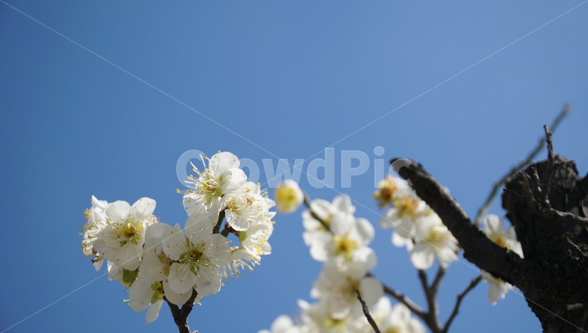 봄,꽃,벚꽃,하늘,나무,구름,봄,계절,spring,season,식물,자연,plants,nature,꽃,flower,plant