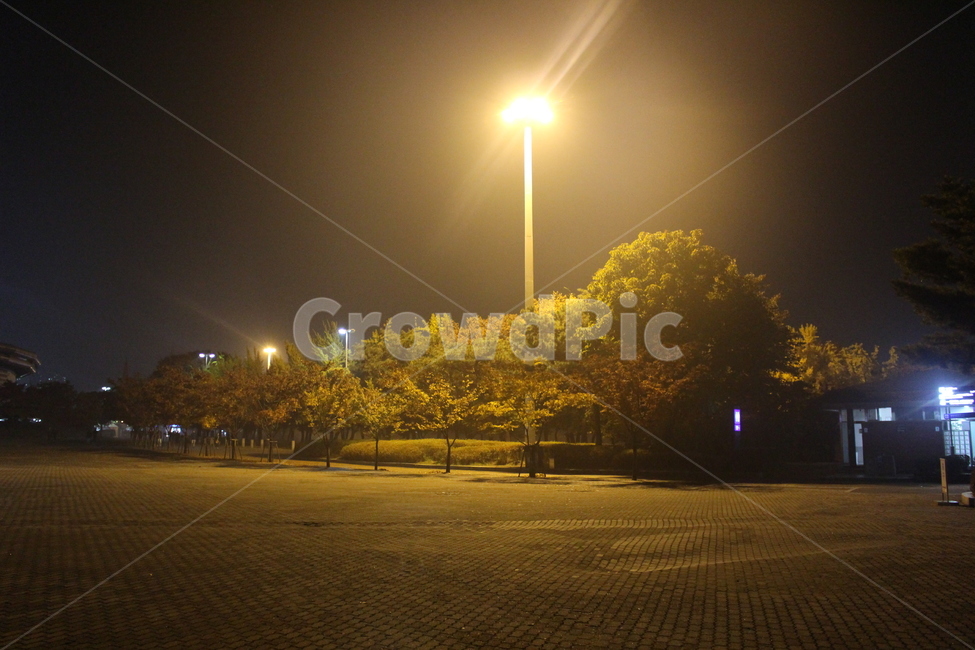 새벽,밤,나무,올림픽공원,단풍,자연,풍경,nature,landscape,야경,밤,nightscape,night,walkway,보도,path,통로,light,빛,flare,플레어