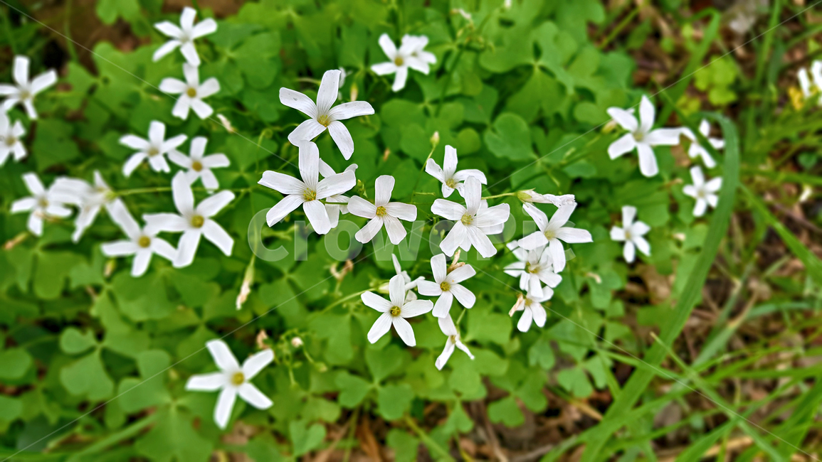 꽃,흰꽃,정원,화초,식물,plant,flower,식물,자연,plants,nature,꽃,flower