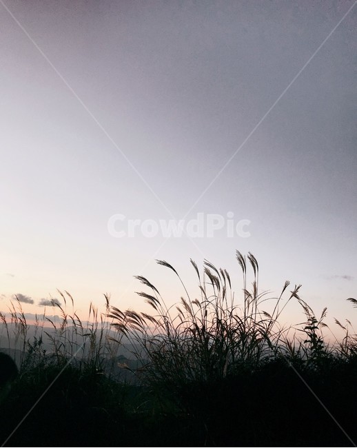 노을,갈대,해질녘,풍경,산,가을,자연,풍경,nature,landscape,plant,식물,grass,잔디,lawn,reed