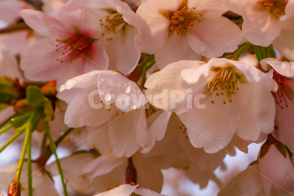 꽃,벚꽃,이슬,자연,물방울,꽃잎,봄,계절,spring,season,식물,자연,plants,nature,꽃,flower,plant,blossom