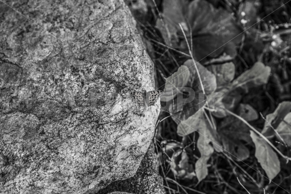 흑백,나비,곤충,대비,질감,동물,animal,곤충,벌레,insect,bug,흑백,모노톤,monochrome,black and white