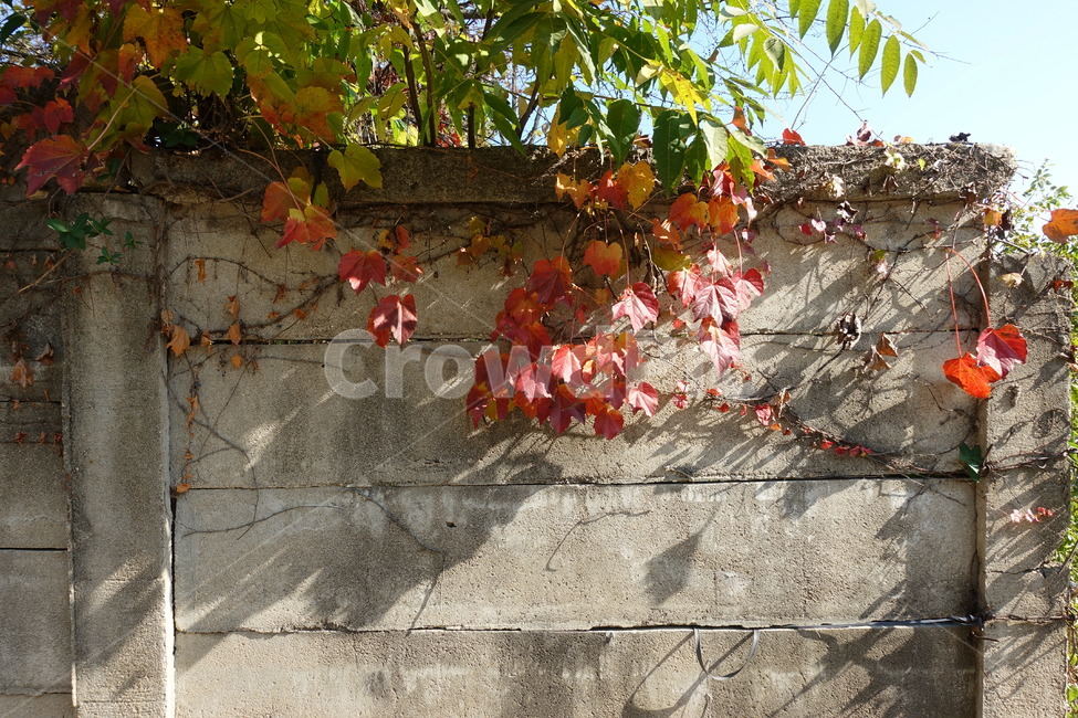 가을,담벼락,단풍,넝쿨,낙엽,가을풍경,풍경,fall,autumn,wall