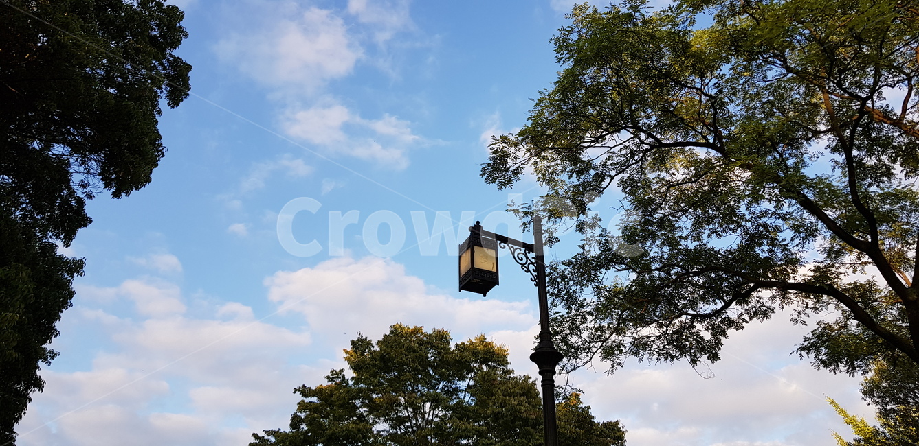 하늘,구름,가로등,나무,하늘색,조명