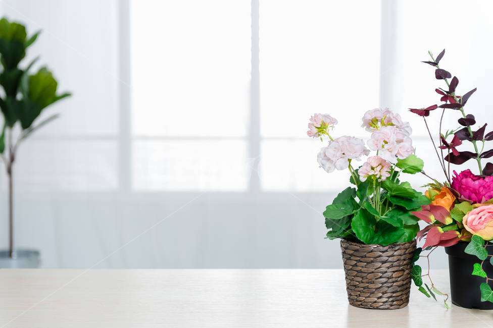 실내,배경,창문,창틀,빛,흰색,검은색,테이블,탁자,깨끗한,현대적인,거실,조화로운,공간,카피스페이스,작은,아담한,식물,화분,녹색,줄기,화초,꽃,분홍색,빨간색,노란색,주황색,꽃잎,꽃,flower,실내용화초,화분,화초,house plant,인테리어,실내디자인,interior design