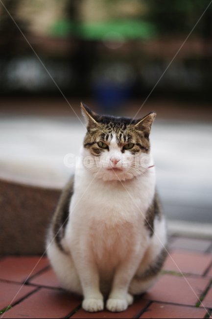 고양이,길고양이,동물,길냥이,애완동물,생명,자연,미묘,야생동물,cat,kitty,kitten,cute,lovely,adorable,pet,animal,streetcat,straycat,wildcat,wild,동물,animal,포유류,mammal,고양이,cat,kitten,kitty
