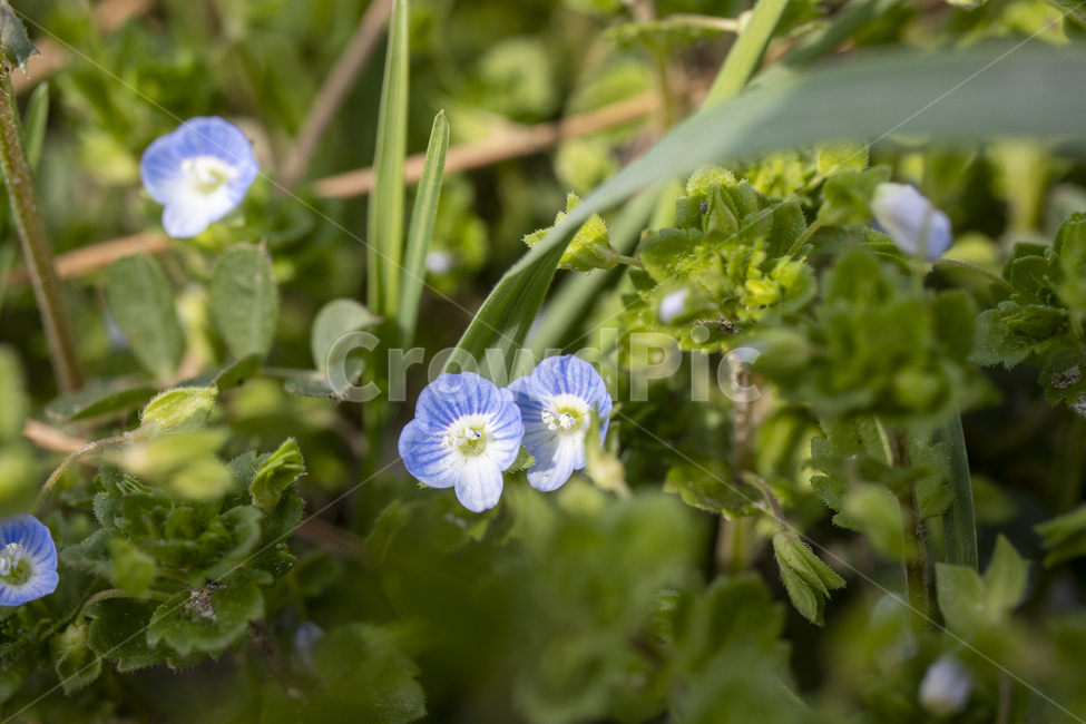 큰개불알풀,flower,꽃,plant,식물,녹색잎