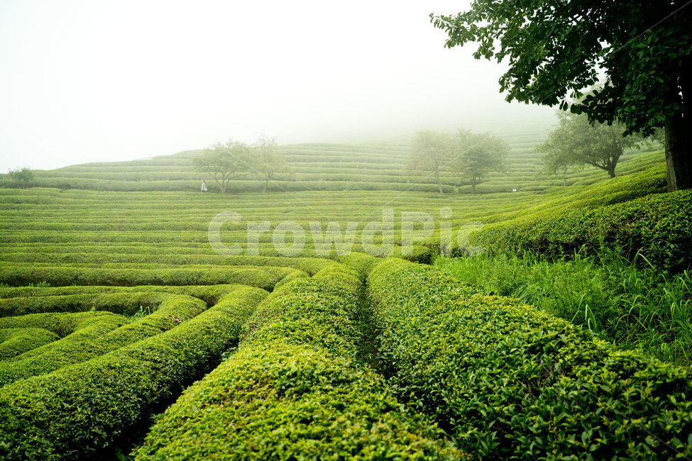 녹차밭,녹차,보성,보성녹차밭,안개,초록,자연,nature,풍경,한국풍경,자연,풍경,nature,landscape,한국자연풍경,한국자연경관,korea nature landscape