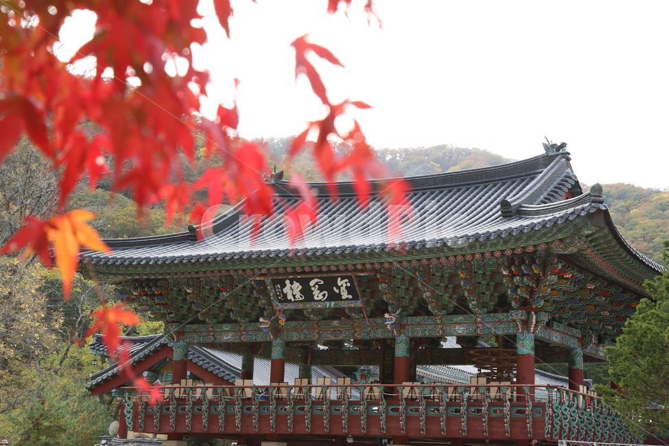 building,architecture,건축물,temple,단풍,가을,전통,월정사,한국전통,한국문화,korean traditional,korean culture,건축물,건물외관,exterior,building,structure,architecture,construction