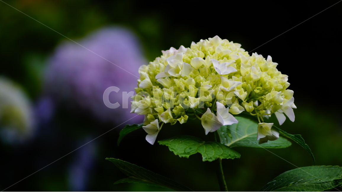 수국,산수국,꽃,꽃사진,태종대,식물,식물,자연,plants,nature,꽃,flower