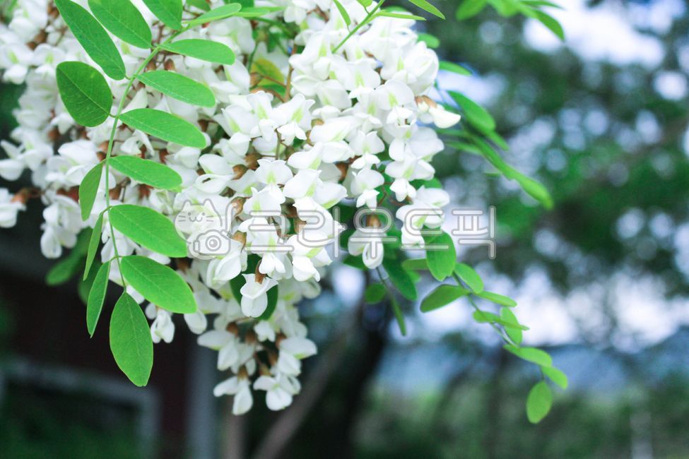 white flower,blossom,flower,spring,spring flowers,plant,acacia flower,acaciaflowers,acacia