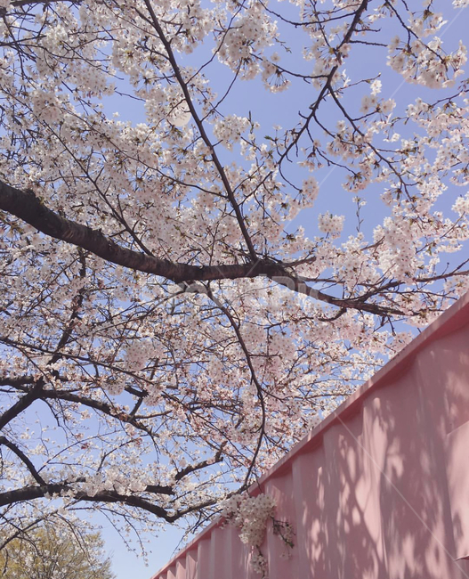 봄,벚꽃,벚꽃축제,윤중로,꽃,여의도,꽃축제,분홍분홍,분홍분홍