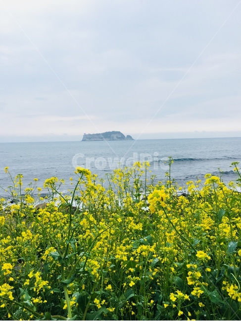 봄,유채꽃,바다,섬,자연,노랑색,제주도,jeju,island,하늘,sky,wave,풍경,landscape,background,봄,계절,spring,season,자연,풍경,nature,landscape,한국자연풍경,한국자연경관,korea nature landscape,제주도,jeju,jeju island,outdoors,옥외,land,땅,water,물,sea,ocean,대양,promontory,곶