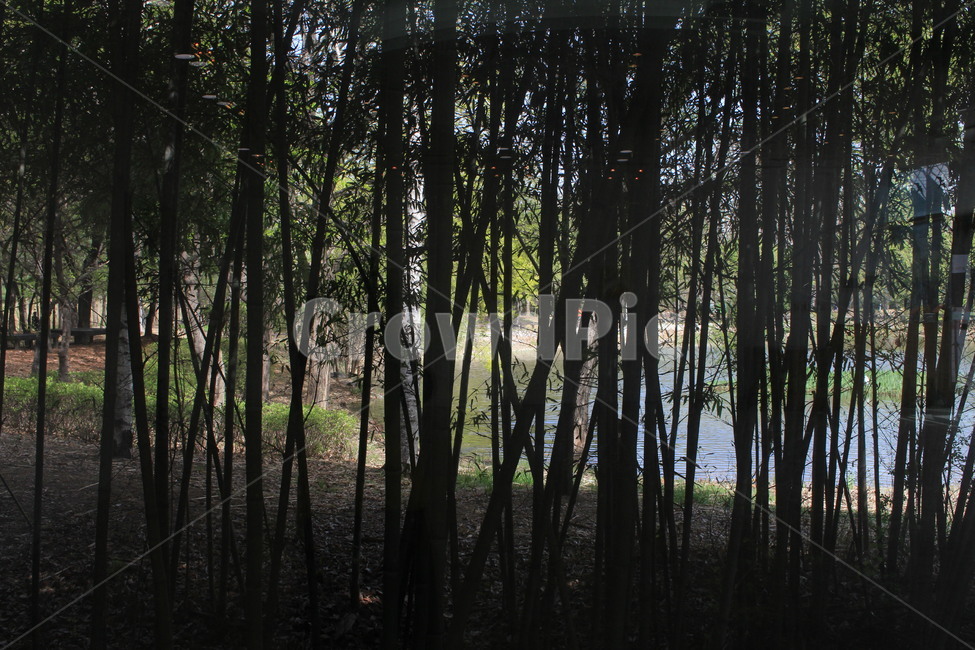 나무,tree,숲,식물,그늘