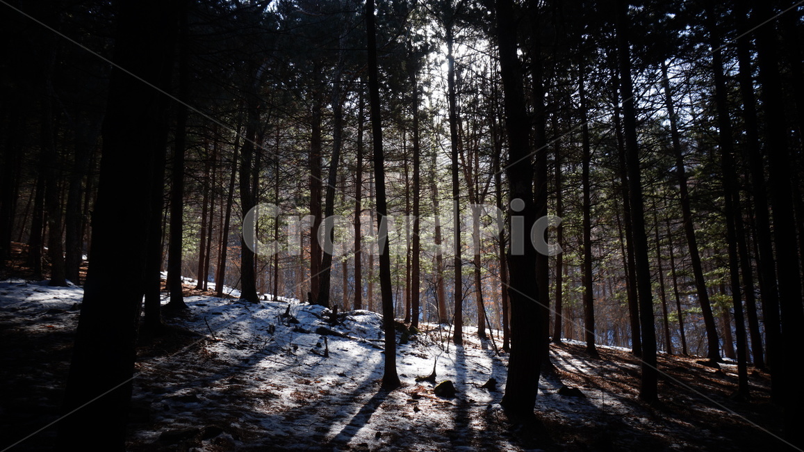 겨울산,겨울,나무,산,숲,고요함,등산,눈덮인산,눈온산,나무가지