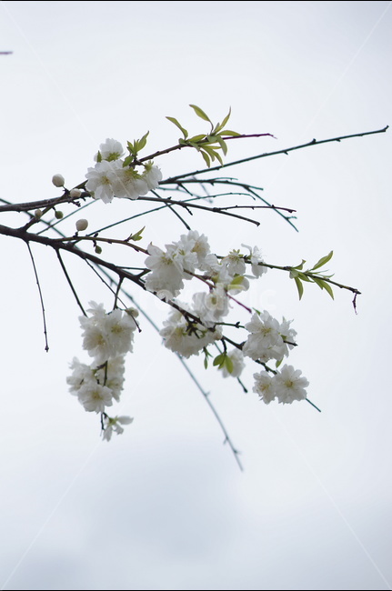 백매화,흰색,봄,하늘,저녁,흐림,봄,계절,spring,season,식물,자연,plants,nature,꽃,flower,plant