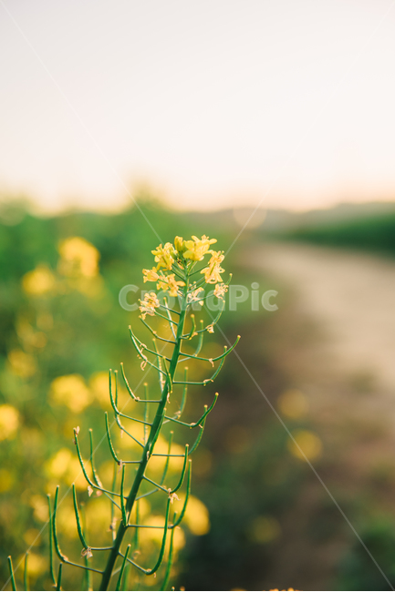 감성사진,봄꽃,봄이미지,식물,배경,flower,spring,예쁜,정원,한강,공원,자연,nature,꽃,노랑,계절,beautiful,봄,봄,계절,spring,season,식물,자연,plants,nature,꽃,flower