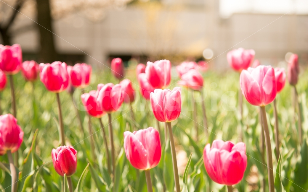 튤립,꽃,봄,풀,자연,봄,계절,spring,season,식물,자연,plants,nature,꽃,flower,plant,blossom