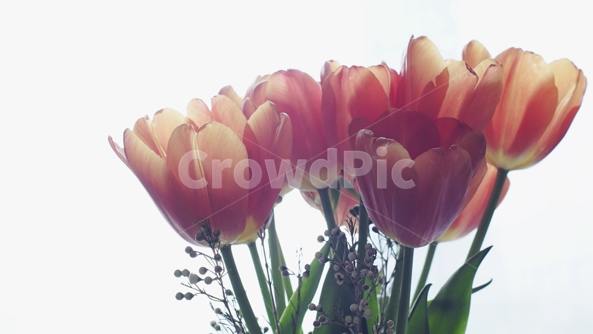 튤립,꽃,flower,blossom,식물,plant,flowerarrangement,꽃부케,flowerbouquet,꽃꽂이,꽃병,화병,vase,구근식물