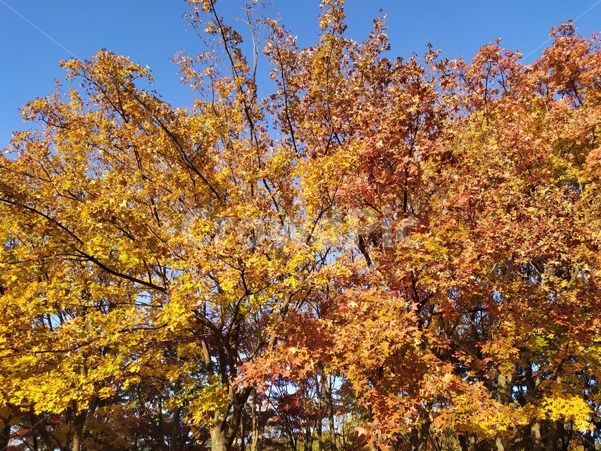 가을,tree,단풍,maple,plant,식물,잎,leaf,가을,계절,fall,autumn,season,자연,풍경,nature,landscape,나무