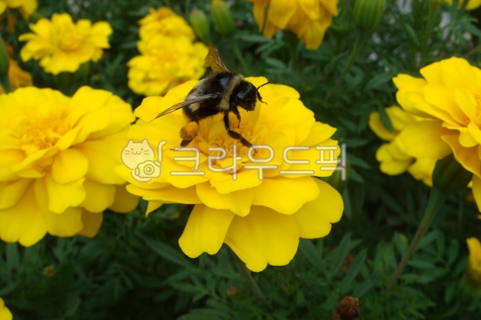 꿀벌,호박벌,왕벌,곤충,insect,무척추동물,apidae,벌,bee,동물,양서류,honeybee