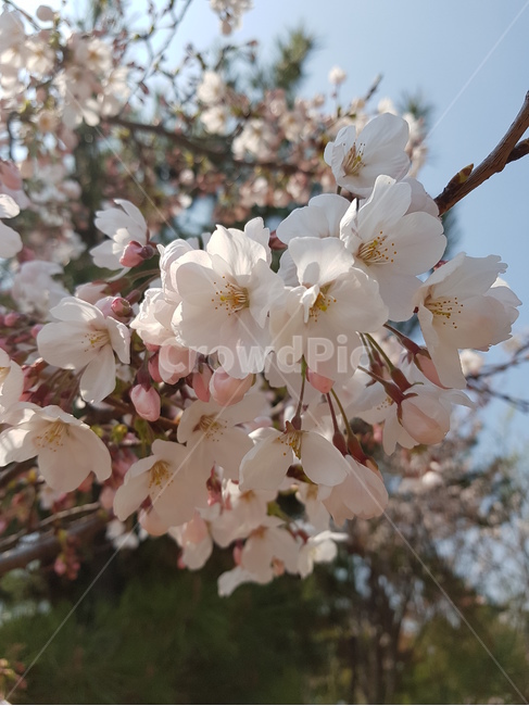 벚꽃,벚꽃나무,작은벚꽃,벚꽃잎,봄,근접벚꽃,분홍,핑크,식물,자연,plants,nature,꽃,flower