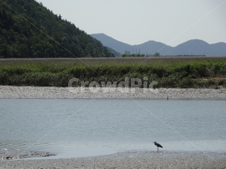 animal,동물,bird,새,강물,바다,자연,풍경,nature,landscape